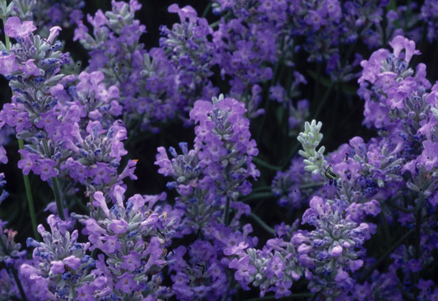 Lavandula Angustifolia Little Lady