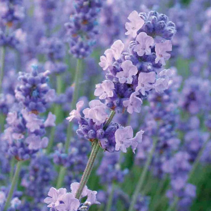 Lavandula Angustifolia Melissa Lilac