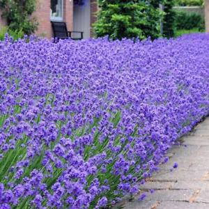 Lavandula Angustifolia Munstead