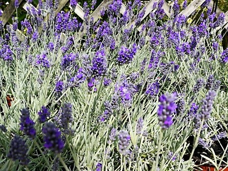 Lavandula Angustifolia Richard Grey