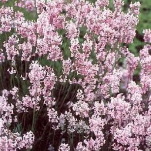 Lavandula Angustifolia Rosea