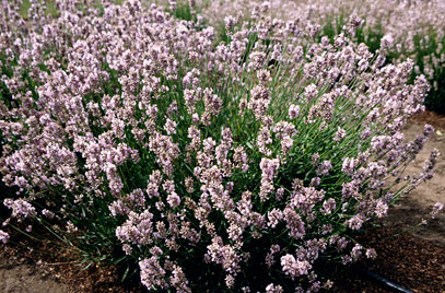 Lavandula Angustifolia 'miss Katherine'