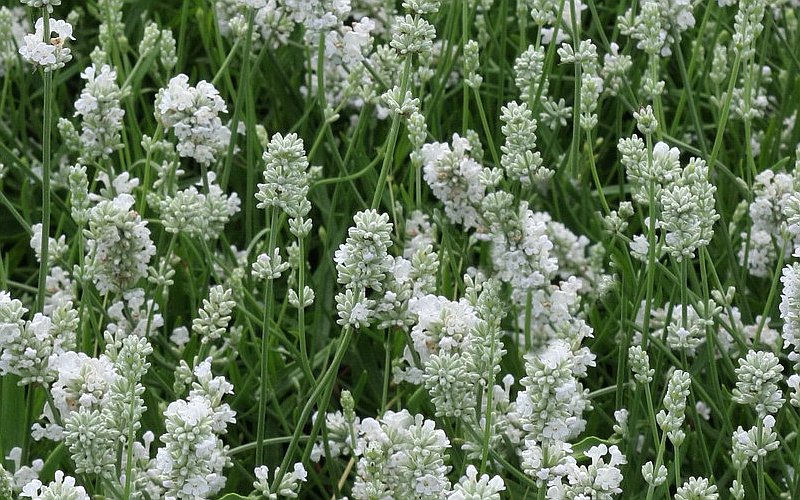 Lavandula Angustifolia 'nana Alba'