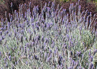 Lavandula Dentata Candicans