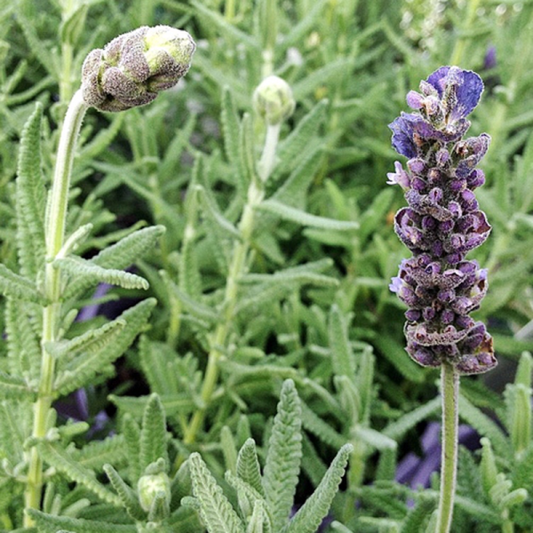 Lavandula Dentata Inglese