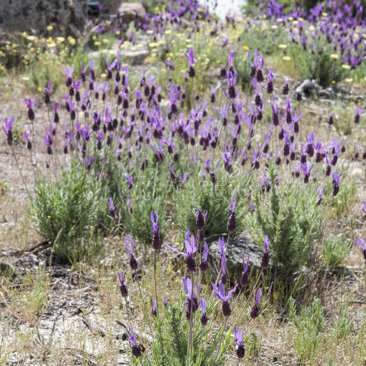 Lavandula Dentata Spagnola