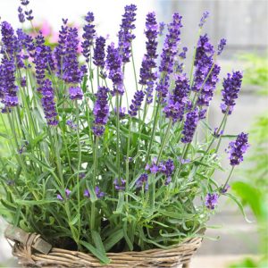 Tipos de Lavanda: Especies Com Características e Fotos – Mundo Ecologia