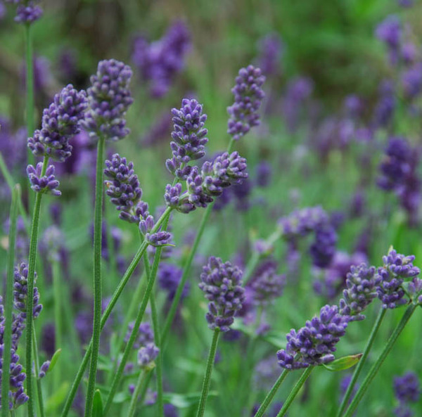 Lavandula Intermedia Provence