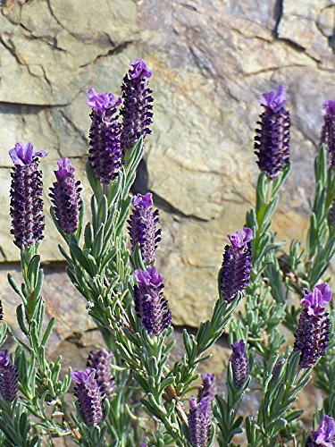 Lavandula Officinalis