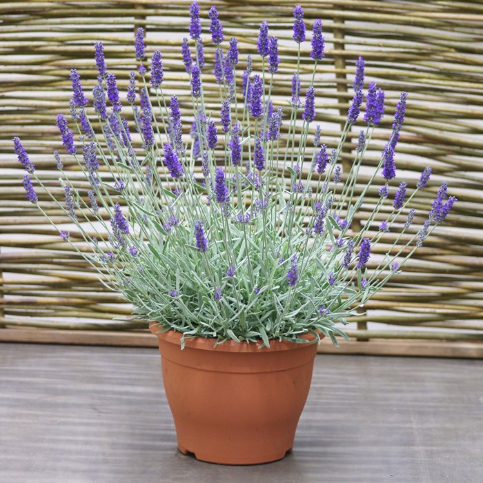 Lavandula Silver Sands no Vaso