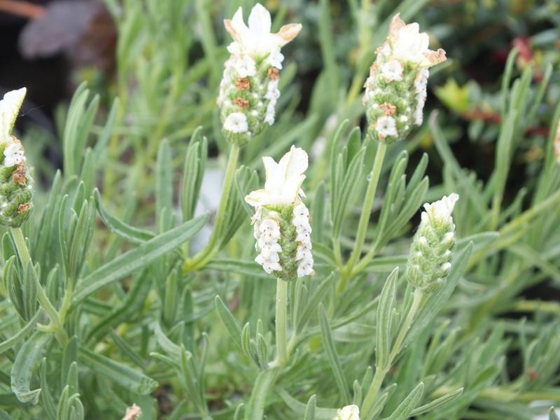 Lavandula Stoechas Snowman