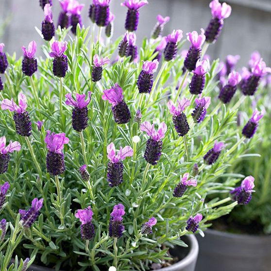 Lavandula Stoechas