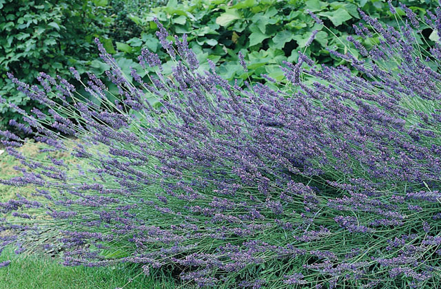 Lavandula x Intermedia Grosso