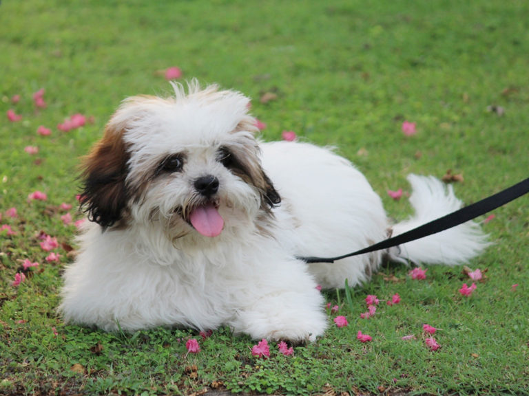 Lhasa Apso Deitado na Grama