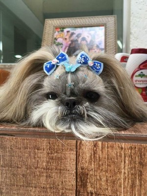 Lhasa Apso Fotografado de Frente