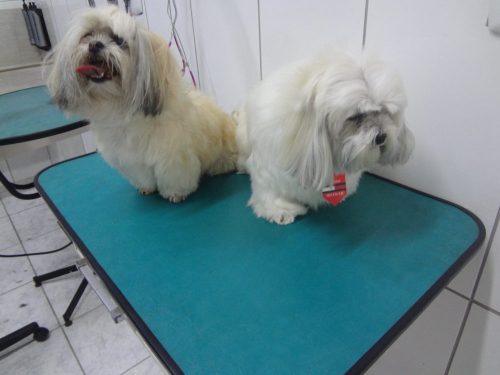 Lhasa Apso no Veterinário