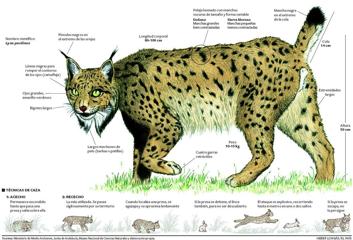 Lince Características Físicas