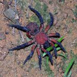 Liphistiidae