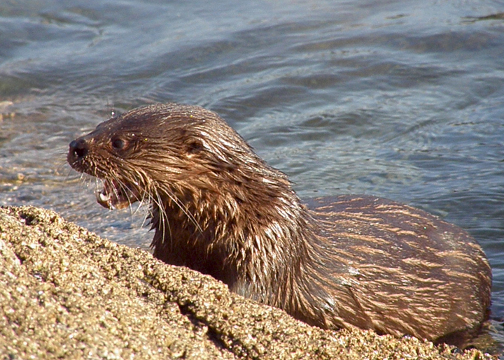 Lontra Felina