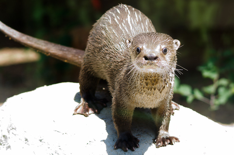 Lontra Longicaudis 