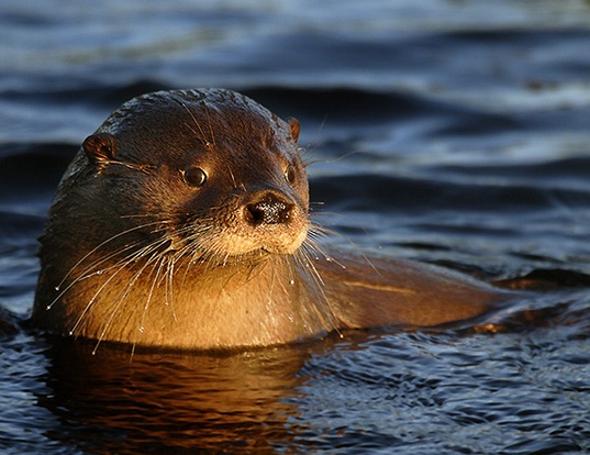 Lontra Provocax