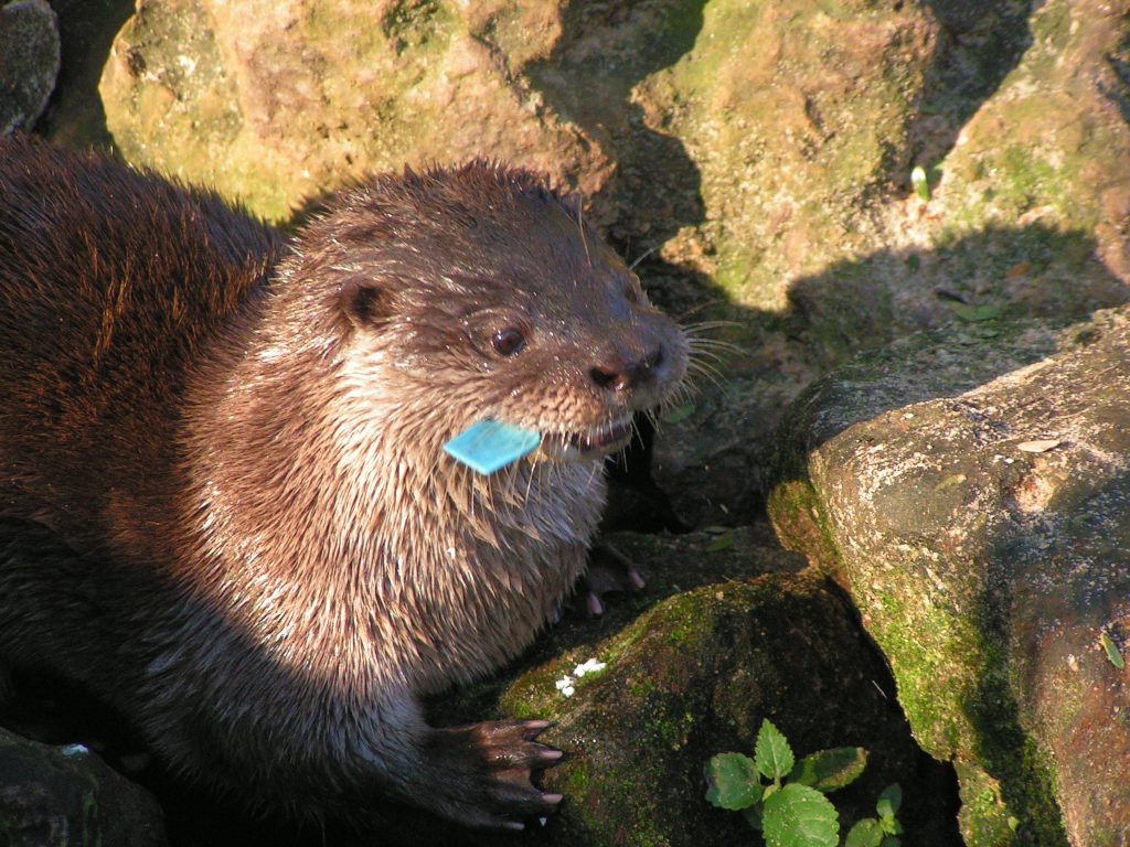 Lontra longicaudis