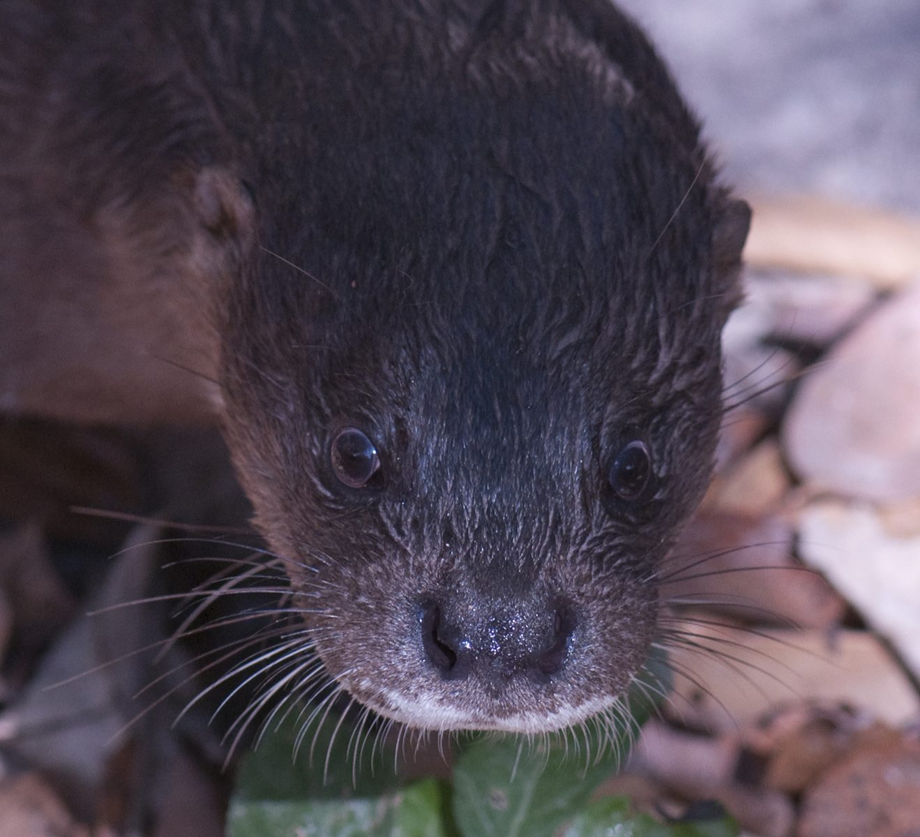 Lutra Sumatrana