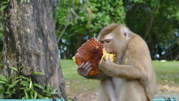 Macaco Comendo Jaca 