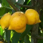 Mangostão-Amarelo