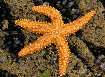Estrela-do-Mar Morde? Ela é Perigosa? Como Ela se Defende? | Mundo Ecologia