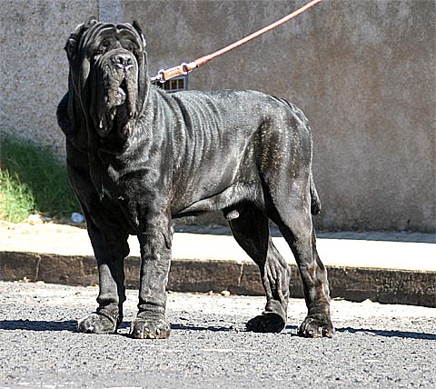 Mastim Napolitano Passeando Com seu Dono