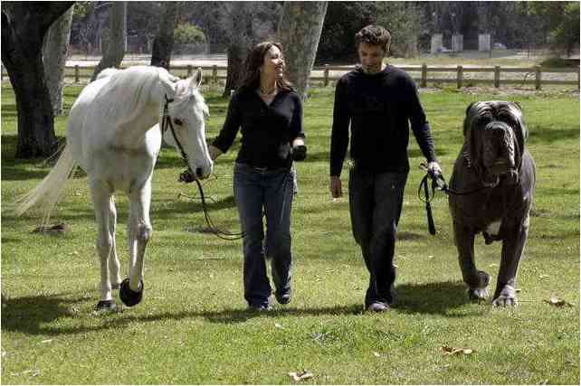 Mastim Napolitano Passeando Com seus Donos Junto a um Cavalo Branco