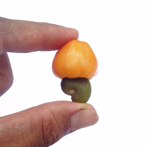 Mini Caju: Características, Nome Científico e Fotos