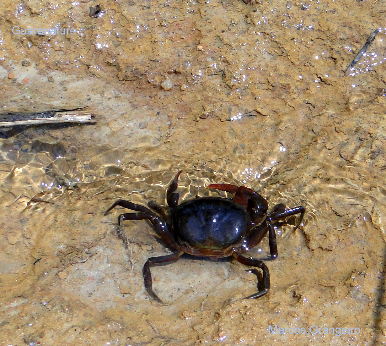 Mini Caranguejo De Aguá Doce Andando na Beira da Água