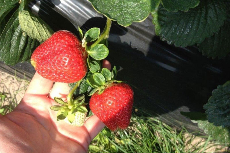 Morango Variedade Cristal: Características, Mudas e Nome Cientifico