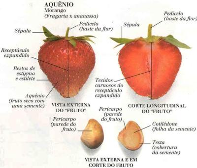 Morango Classificação Botânica 