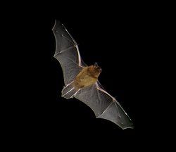 Morcego-Anão Voando A Noite