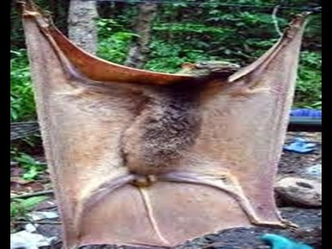 Morcego-Arborícola-Gigante: Características, Fotos e Nome Científico