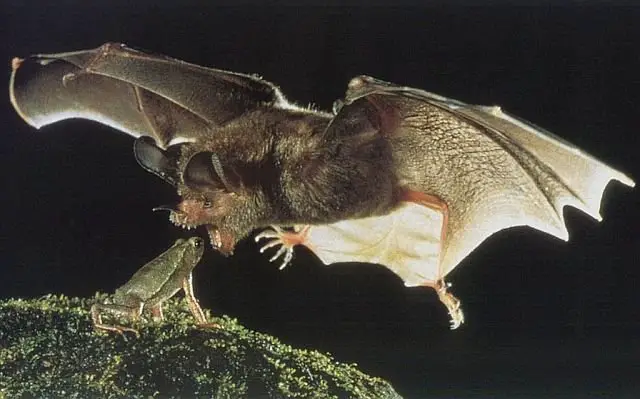 Morcego Comendo Rã 
