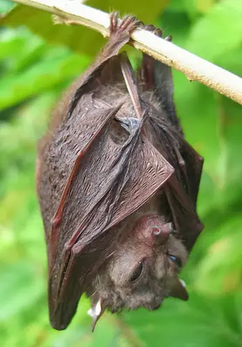 Morcego Dormindo de Ponta Cabeça 