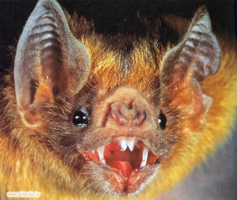 Morcego Ferradura Maior Com os Dentes de Fora 