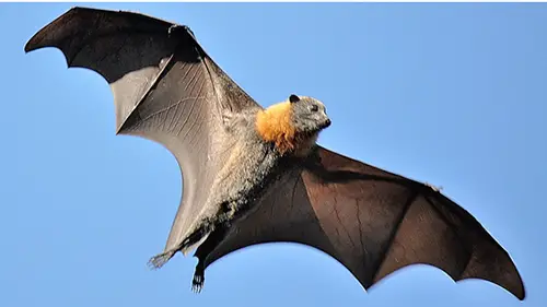 Morcego Gigante Australiano Voando 
