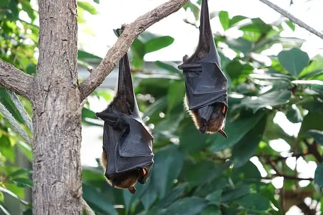 Morcego Gigante Australiano de Cabeça Para Baixo na Árvore 