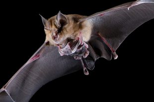 Morcego Lanudo Voando