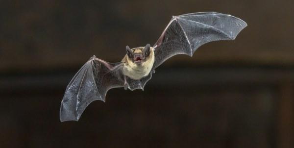 Morcego Voando 