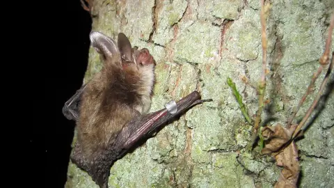 Morcego-de-Bechstein Trepado em uma Árvore