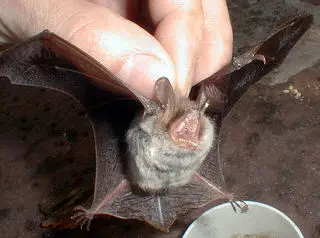 Morcego-de-Franja na Mão de um Homem 