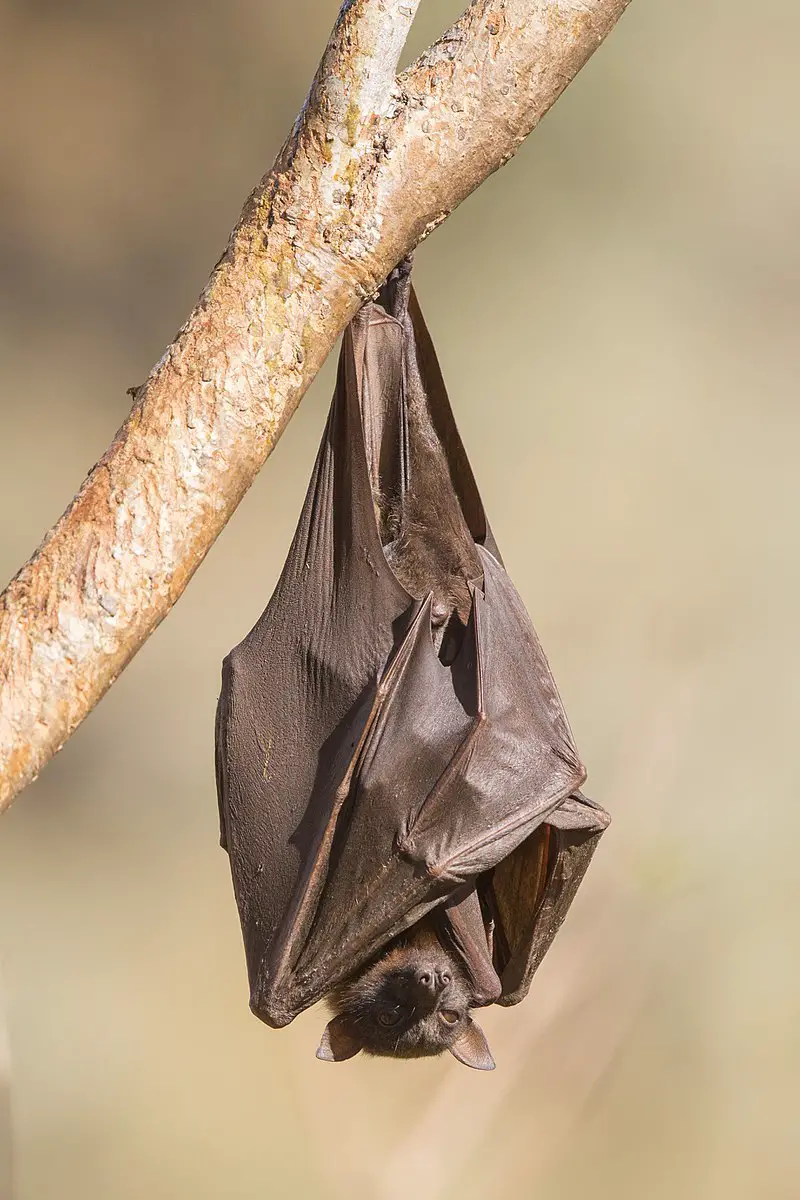 Morcego-de-Indiana Dormindo no Galho de uma Árvore 