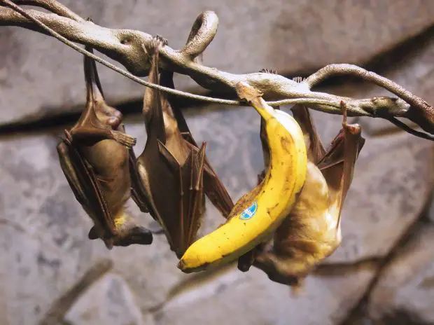 Morcegos Comendo Banana 
