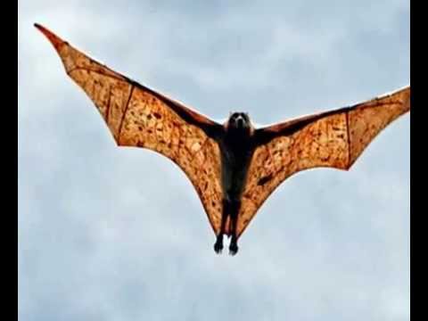 Morcegos-De-Indiana Voando 